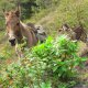 17- Les mules sur le chemin 